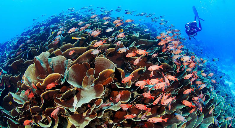 Preserving Marine Biodiversity Around Island Nations